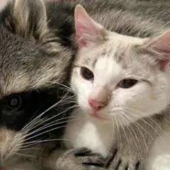 Abi & Shushama - Guilded Juncture